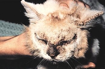 Cat Scabies Symptoms and Treatment