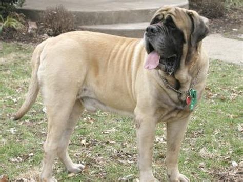 What Is The Average Lifespan Of An English Mastiff