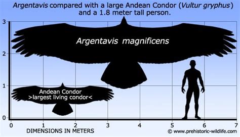 Argentavis, with a wingspan estimated at seven meters across, Argentavis was roughly twice the ...