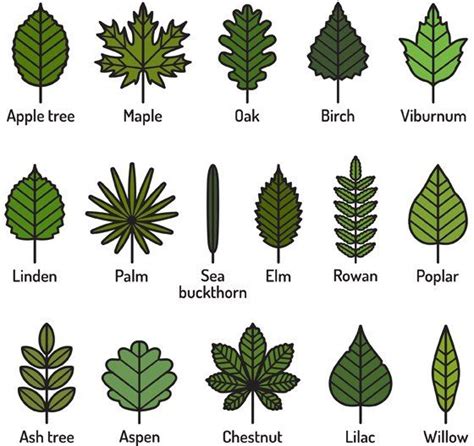 Leaves come in all shapes and sizes - Earth Rangers | Tree leaf identification, Plant leaves ...