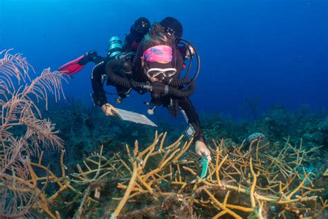 Coral Reef Restoration - CCMI