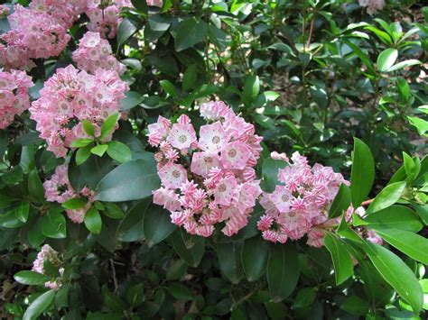 Mountain Laurel Varieties