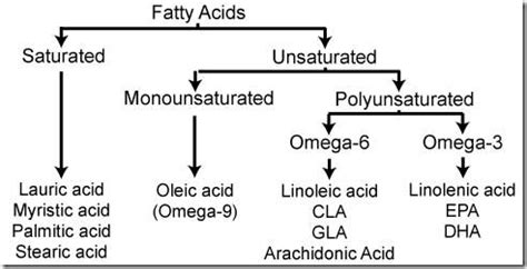 Example of Saturated Fatty acids and Unsaturated Fatty acids