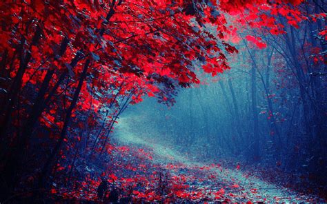 Forest Red Wallpapers - Wallpaper Cave