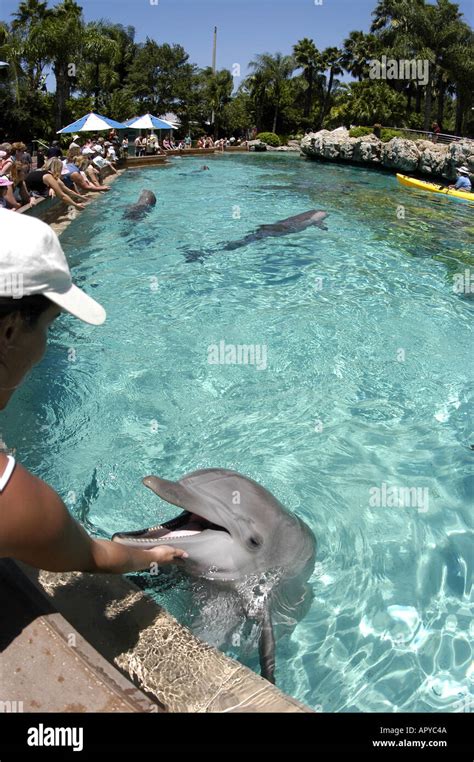 ORLANDO FL Sea World Dolphin Cove woman touching dolphin MR 213 Stock Photo - Alamy