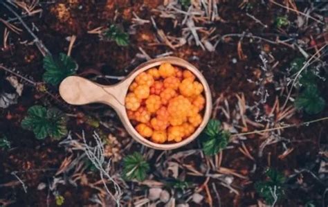 What Does Cloudberry Taste Like? Does It Taste Good? | Americas Restaurant