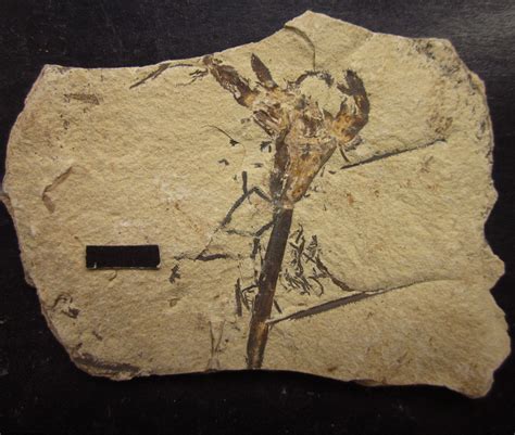 Jurassic Flower-like Plant - Fossil ID - The Fossil Forum