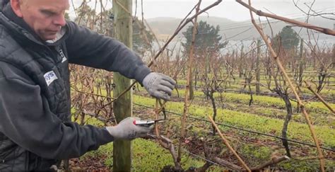 How to prune a grapevine - Holm Oak Vineyards