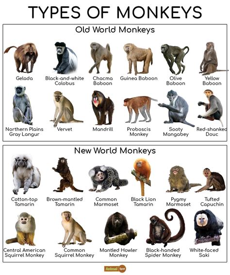 Types of Monkeys Chart