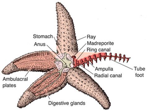 A diagram of a starfish | Phylum Echinodermata | Science biology ...