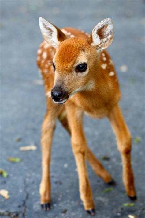 the baby deer | Cute! | Pinterest