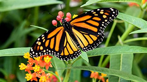 Niagara Falls Butterfly Conservatory | Niagara Falls Tour From Toronto