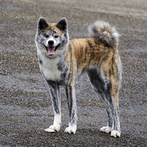 The Japanese Akitainu - The Academic Hound