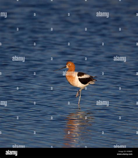 American Avocet in Breeding Plumage Stock Photo - Alamy