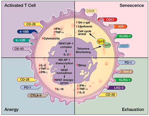 IJMS | Free Full-Text | The Evolving Role of CD8+CD28− Immunosenescent T Cells in Cancer Immunology