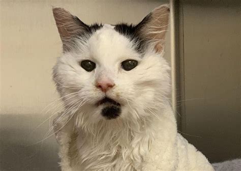 29-Year-Old Cat Has Been Family’s Sweetest Companion Since They Adopted ...