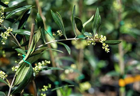 Texas olive trees hammered by February freeze. State’s olive industry won’t have another big ...