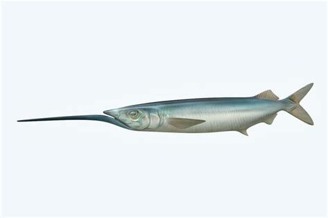 Ballyhoo fish 3D model - TurboSquid 1202948