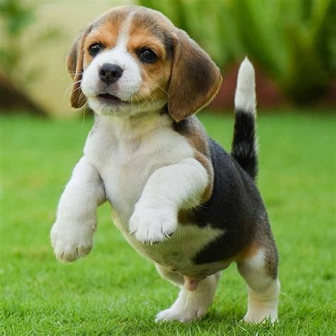 Adorable Beagle Puppies