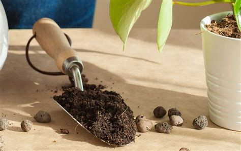 Leca VS. Soil: Best Helpful Guide & Main Pros | Cons