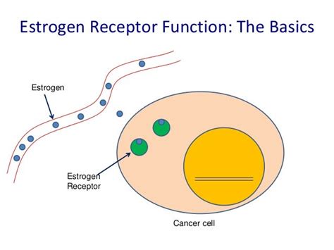 Making Progress in the Treatment of Estrogen Receptor Positive Metast…