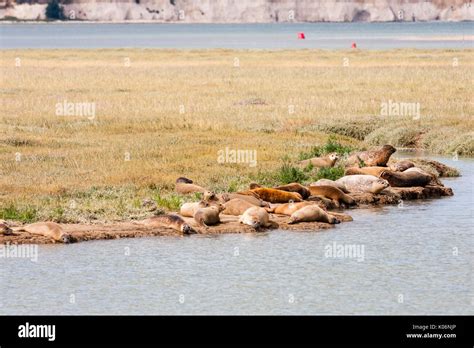 Pegwell bay nature reserve hi-res stock photography and images - Alamy