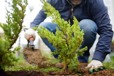 Growing Juniper: A Complete Guide on How to Plant, Grow, and Use Juniper