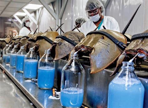 Blue Blood from Horseshoe Crab - and it's $60,000 per gallon! : r ...