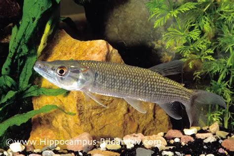 Hepsetus odoe (African Pike Characin) — Seriously Fish