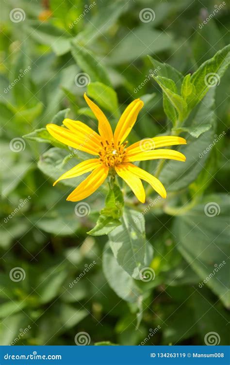 Yellow Sunchoke Flower in Garden Stock Image - Image of tree, fresh ...