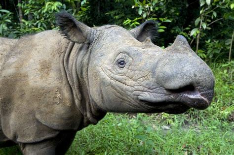 Sumatran Rhino | Species | Save the Rhino International