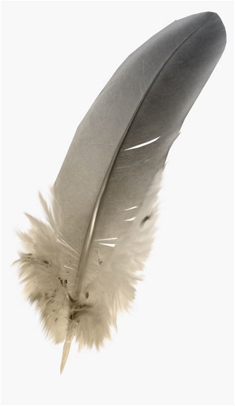 Feathers Png Download - Owl Feather Png, Transparent Png , Transparent ...