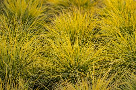 Festuca glauca 'AmiGold' grass - Stock Image - C058/7527 - Science ...