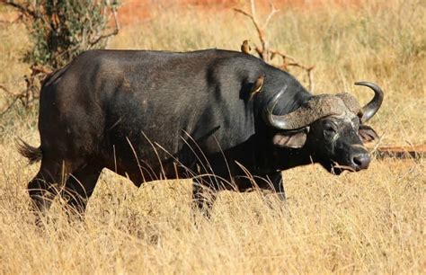 Unusual African buffalo facts: why are they so feared by hunters?