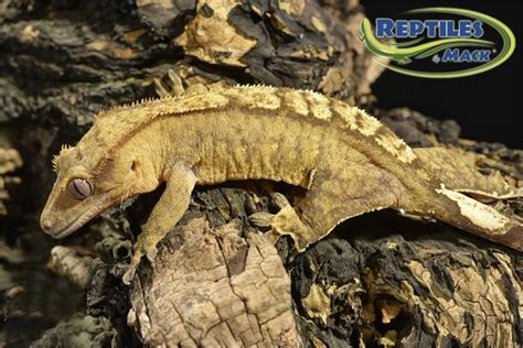Crested Gecko Care Sheet – Reptiles by Mack