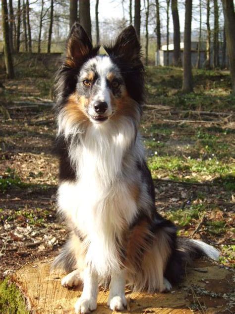 Shetland Sheepdog Sheltie Border Collie Mix - Aqchoi