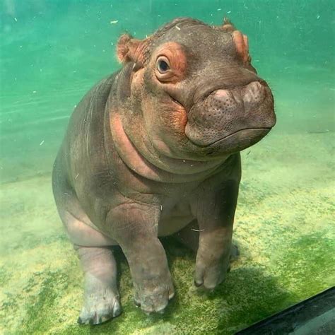 Nature and Animals on Twitter | Cute hippo, Baby hippo, Cute animals