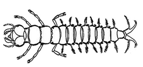 Megaloptera – ENT 425 – General Entomology