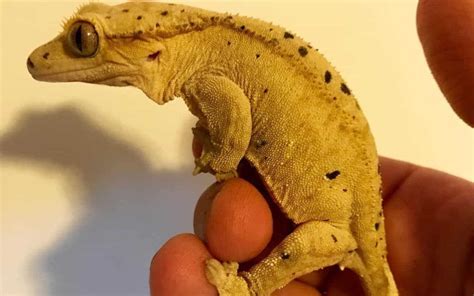 How To Handle A Crested Gecko? | MyPetCareJoy