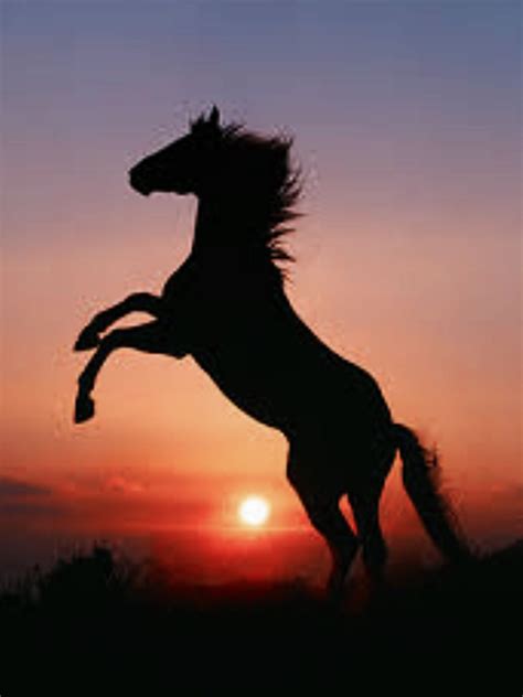 Rearing in the sunset 🌅 | Horses, Horse rearing, Horse wallpaper