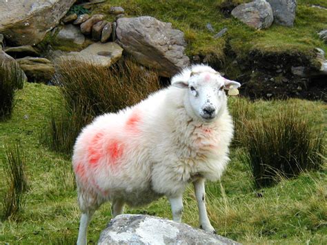 Irish Sheep 1, photo file, #1410611 - FreeImages.com