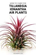 How to Care for Tillandsia Ionantha Air Plants (Sky Plants)