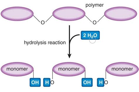 What kind of reaction breaks down polymers into monomers?