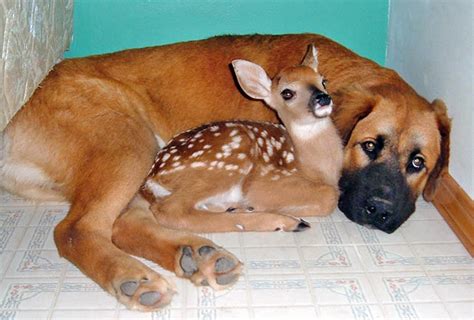 11 Unusual animal friendships that prove true love is blind