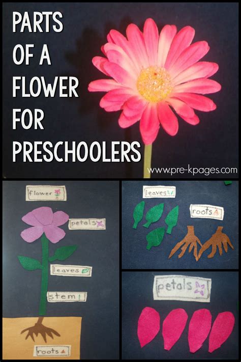 Parts of a Flower: Science Activity for Preschoolers - Pre-K Pages