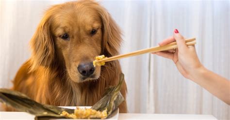 How To Choose The Best Dog Food For Your Golden Retriever Puppy In ...