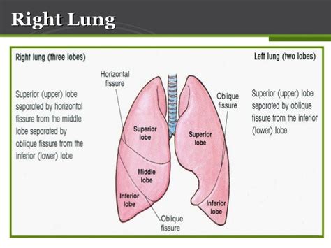 😊 Oblique fissure surface marking. oblique fissure (lung). 2019-01-19