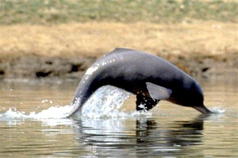 Ganges River Dolphin – "OCEAN TREASURES" Memorial Library