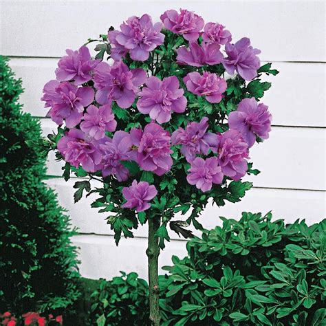 Spring Hill Nurseries Ardens Althea Hibiscus Tree Live Bare Root Plant ...