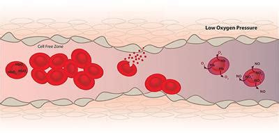 Frontiers | Erythrocytes and Vascular Function: Oxygen and Nitric Oxide